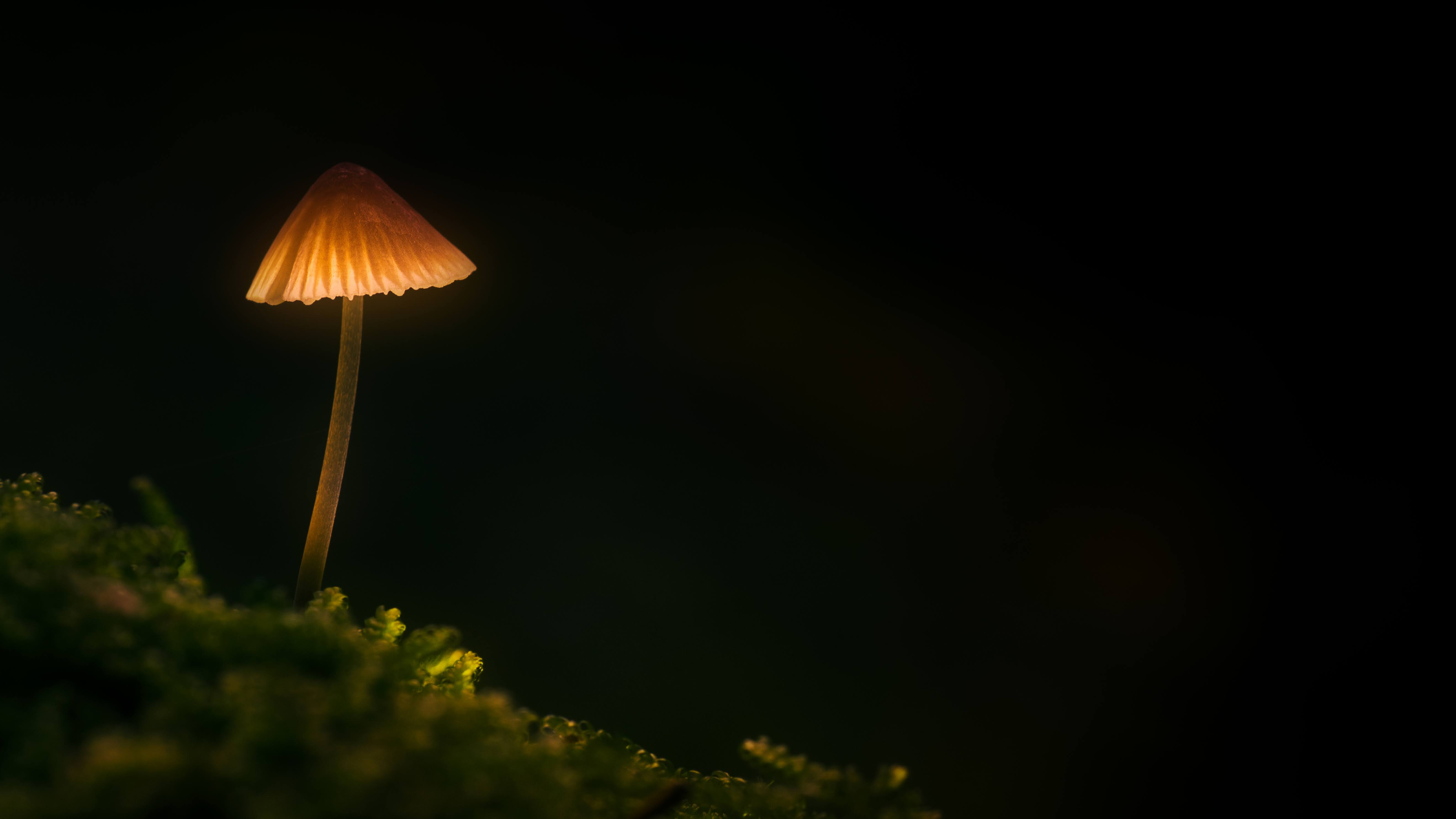Leuchtender Pilz in dunkler atmosphärischer Umgebung